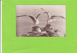 Lac Léman--Les Mouettes