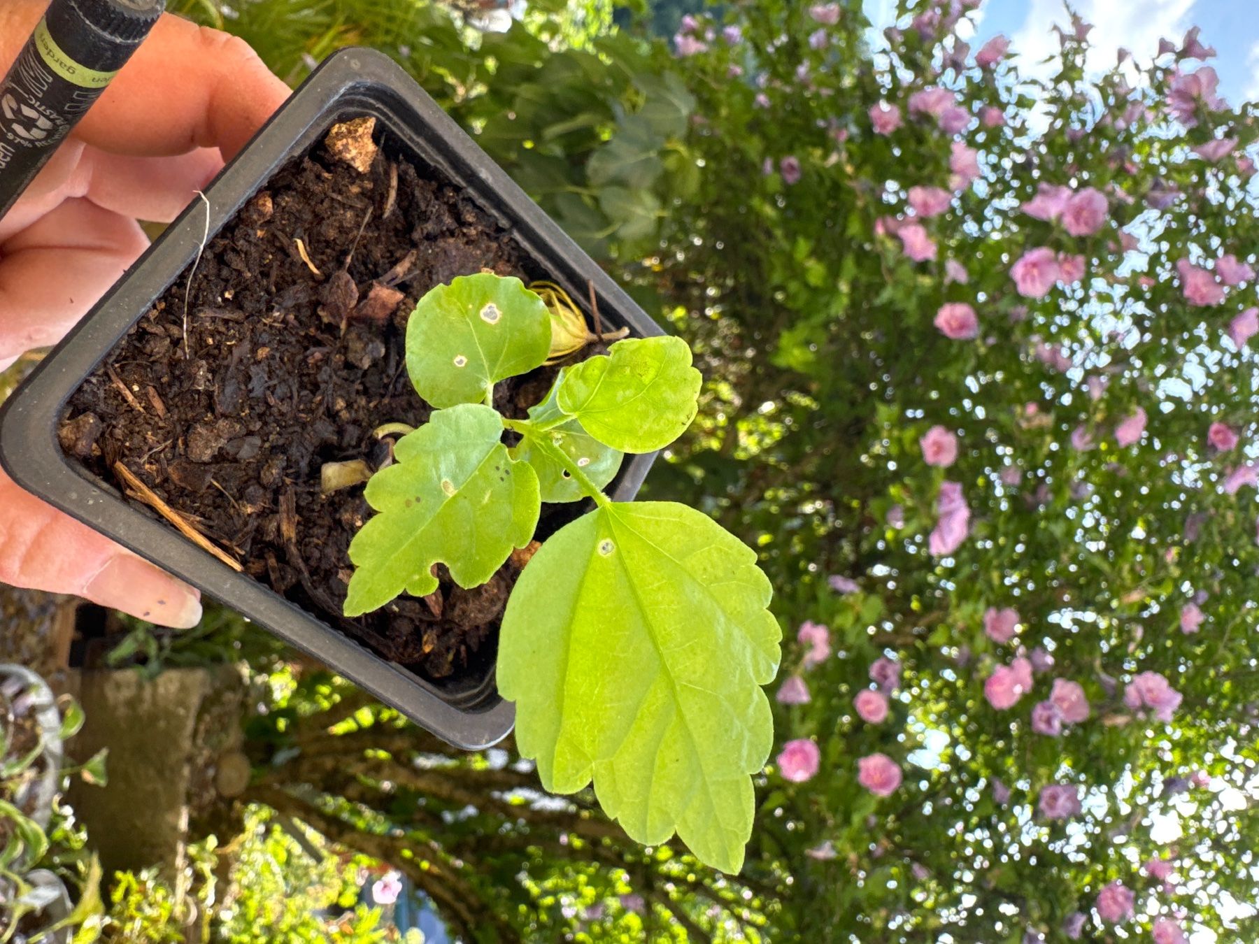 Pflanzen & Samen: Petit plan althea – Gebraucht aus Lajoux JU von Briard0 3