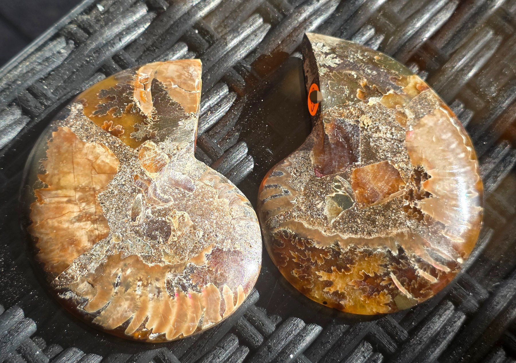 Fossili: Ammoniten Paar P4 82g – Nuovo e nell'imballaggio originale da Matzingen venduto da Shay_Crystalz 1