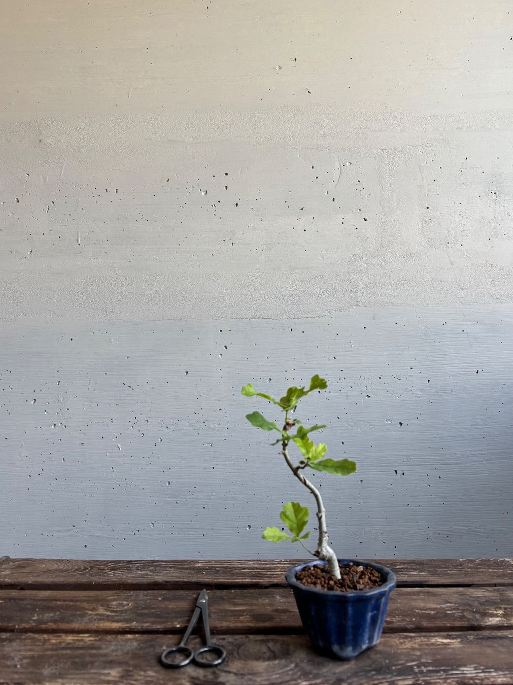 Piante & sementi: Shohin-Bonsai, Schweizer Eiche, 5 J. – Nuovo e nell'imballaggio originale da Uster venduto da maguro