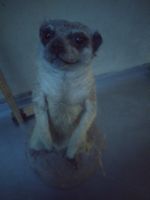 Erdmännchen Präparat, süss und speziell