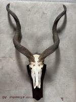 Schöner großer Kudu Schädel