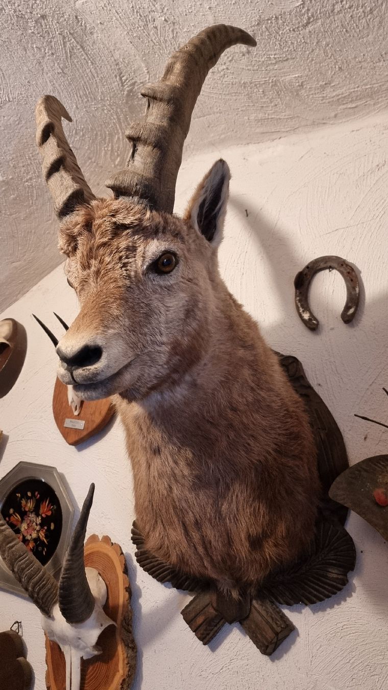 Welt der Tiere: Steinbock – Gebraucht aus Sils im Domleschg von platin01 5