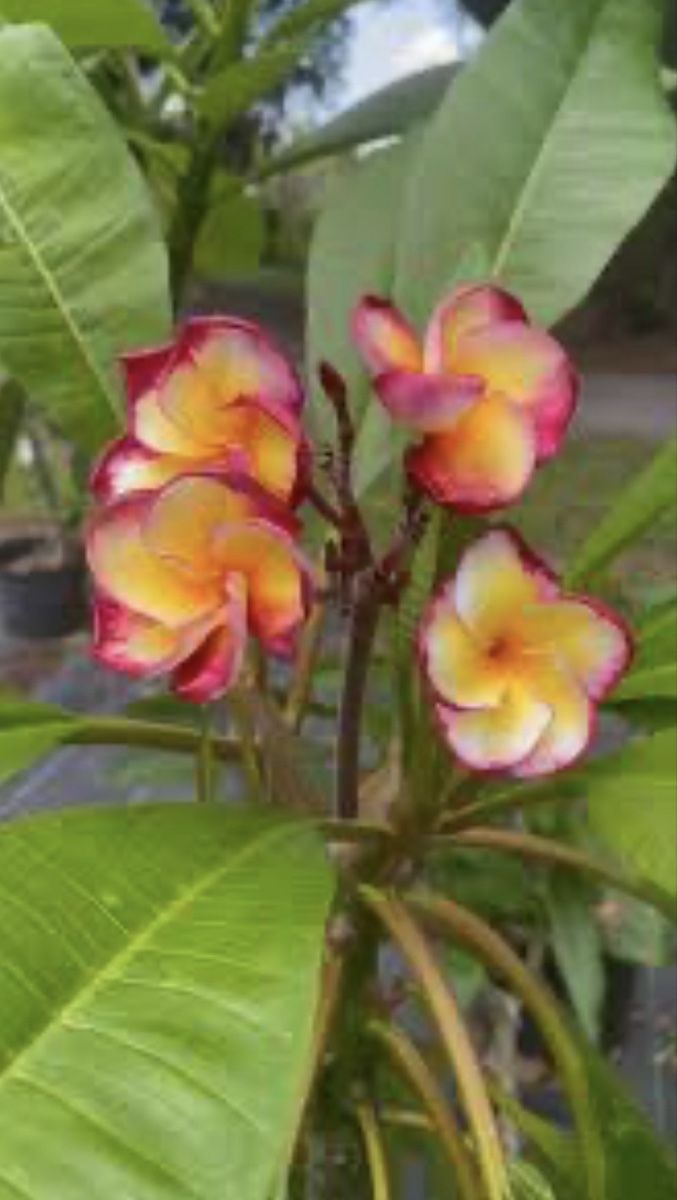 Plantes & graines: Plumeria Santa Gift – D'occasion à Niederlenz par homovenator77 1