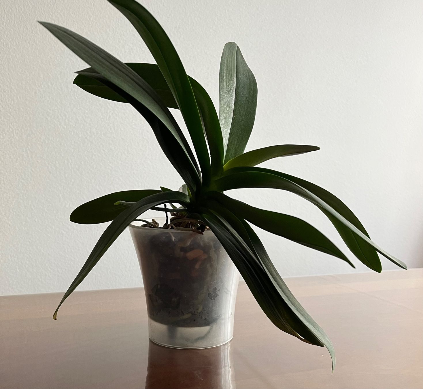 Vasi per fiori: Orchideentopf, 5 Stück – Usato da Dübendorf venduto da Saxarok 3