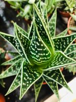 Seltene  Zierpflanze 15-20cm  “ALOE TIK