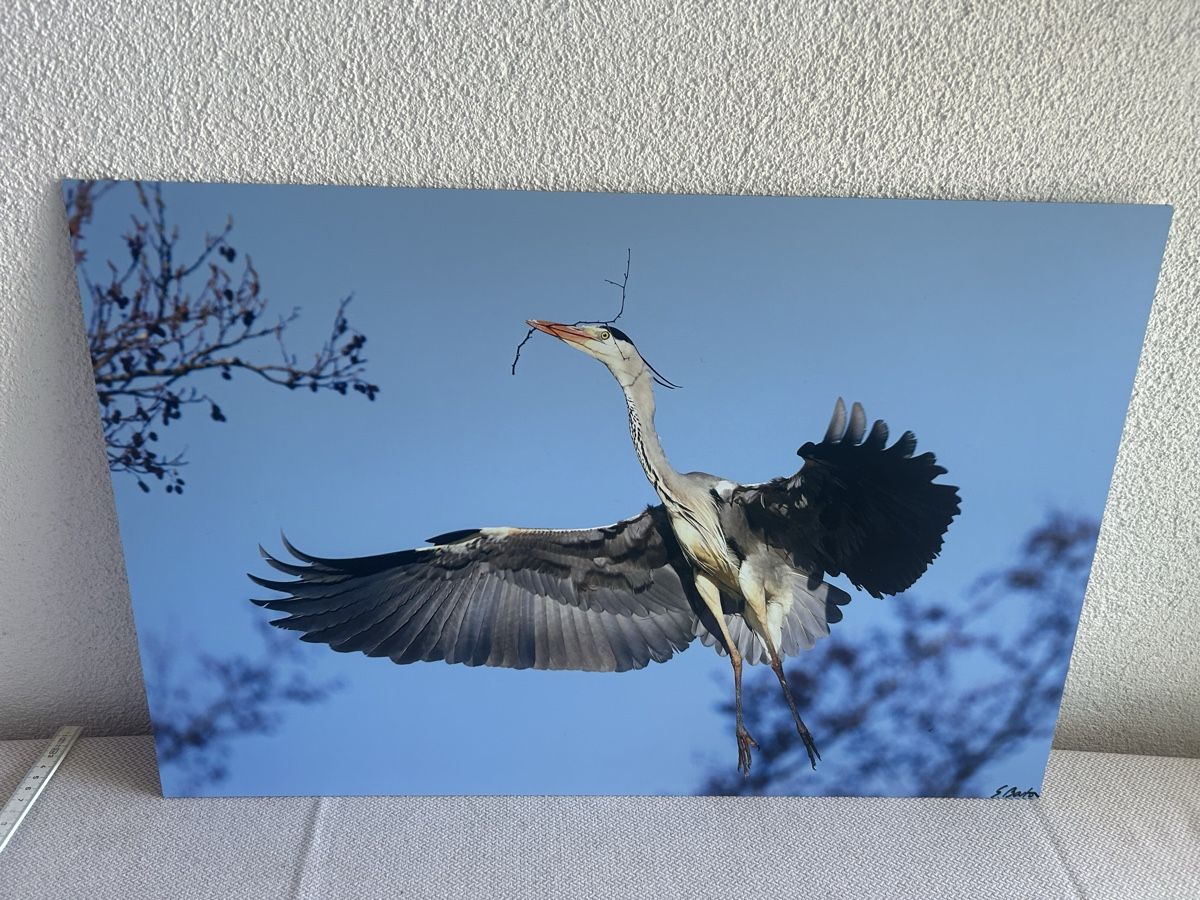 Foto & Immagini: Bild Graureiher – Usato da Gebenstorf venduto da Musicat01