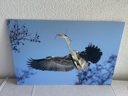 Bild Graureiher