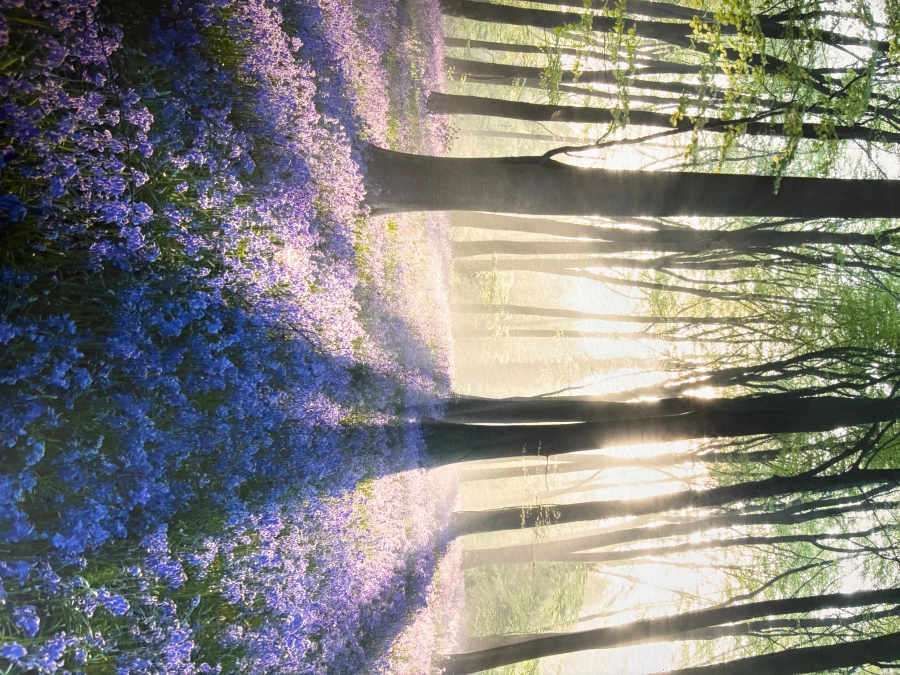 Foto & Immagini: Bild Wald – Usato da Solothurn venduto da See203 1