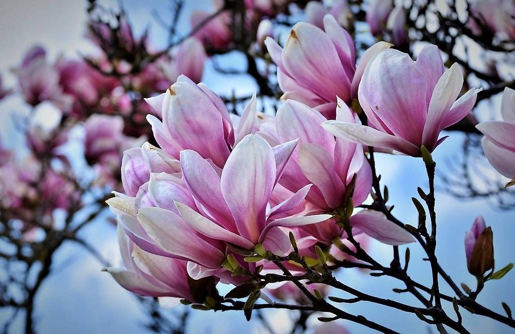 Piante & sementi: DRINGEND! Magnolie & Flieder & Bambus & Rhododendron im Topf – Usato da Saas-Grund venduto da BuenosAires03