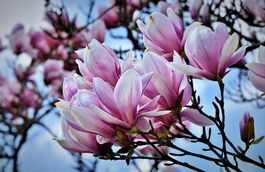 DRINGEND! Magnolie & Flieder & Bambus & Rhododendron im Topf