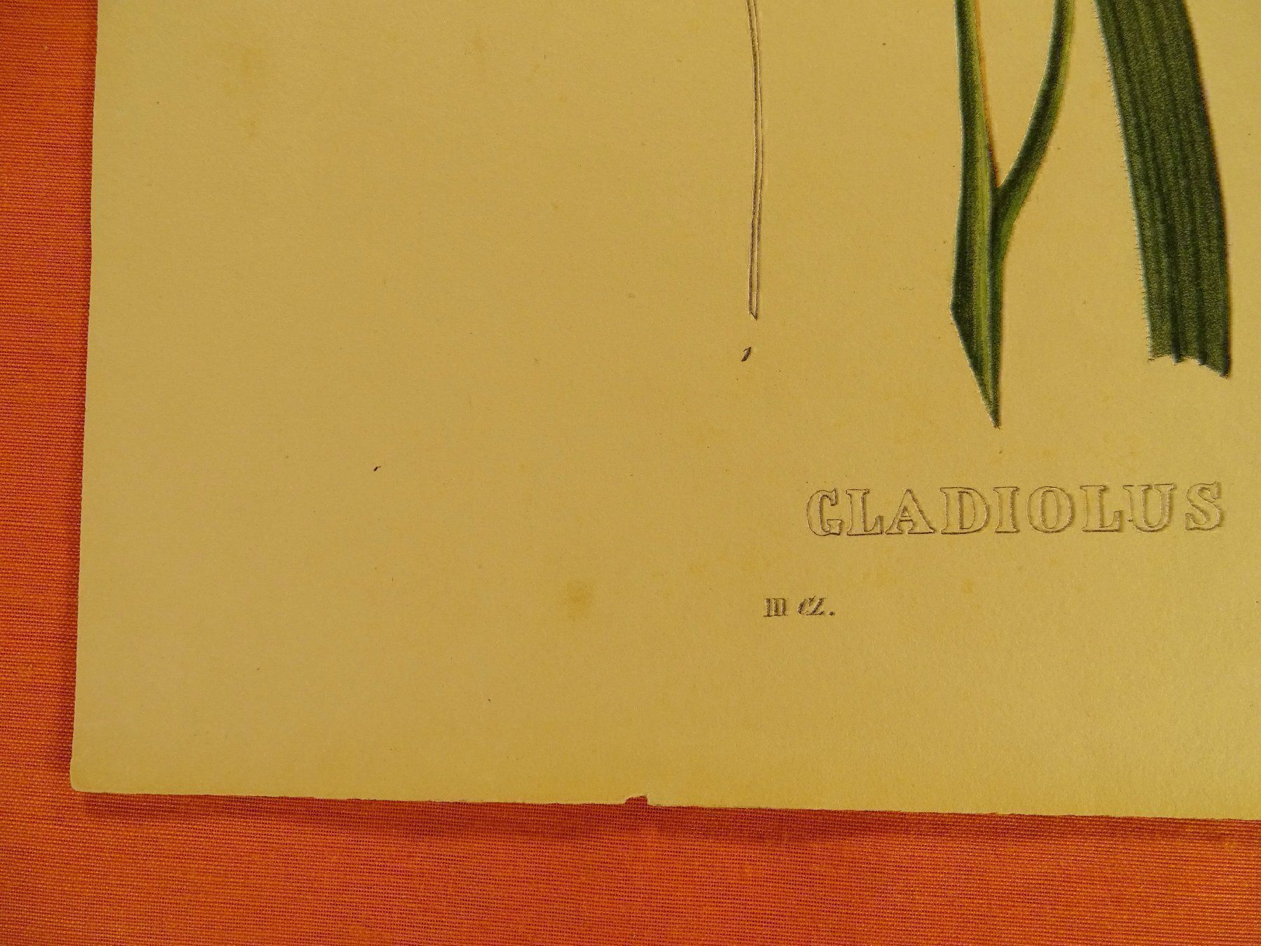 Grafica & Litografie: GLADIOLUS HIRSUTUS, LITHOGRAPHIE UM 1880 – Usato da Grüningen venduto da Kartensammler 4