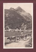 SILVAPLANA - Piz Polaschin - Kühe - 1930 // kleiner Riss //