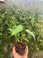🌿🔥 Monstera Burle Marx Flame – seltene Jungpflanze 🔥🌿