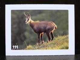 MIGROS MANIA Nature Detectives Nr. 111