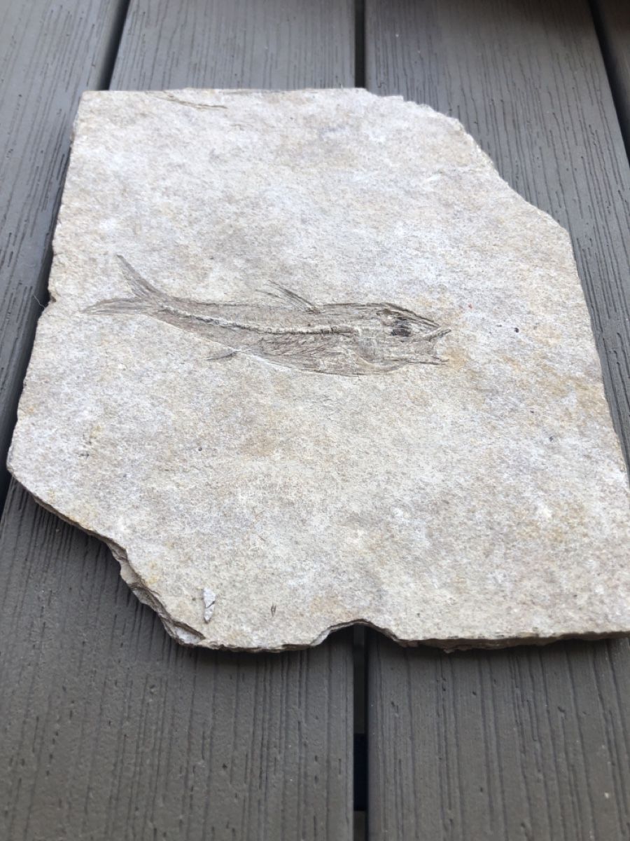 Fossilien: Versteinerter Fisch – Neu (gemäss Beschreibung) aus Mühlethal von nyffeler2815