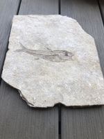 Versteinerter Fisch