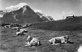 Grindelwald (BE) First mit Eiger und Jungfrau Alpenpanorama