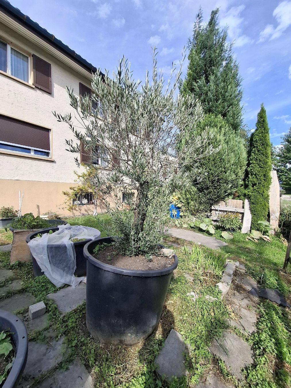 Plantes & graines: Olivenbaum – D'occasion à Au SG par lar_qq5q