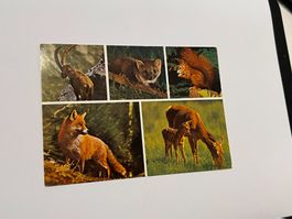 Postkarte Animaux des Alpes, Haute savoie Switzerland/France