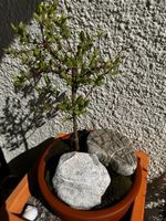 Bonsai japanische Zierweide (Salix Hakuro Nishiki)