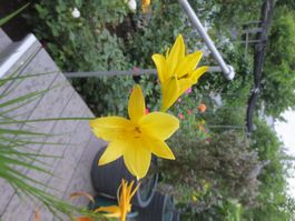 Tag-Lilien gelb, winterhart im Topf