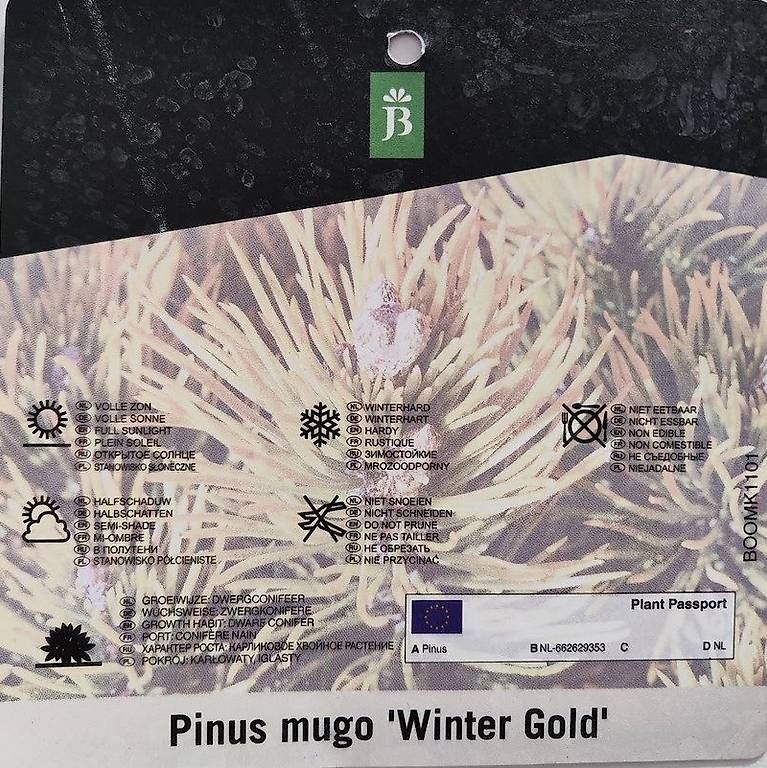 Piante & sementi: Pinus mugo Winter Gold – Usato da Dübendorf venduto da Olenaaa 5