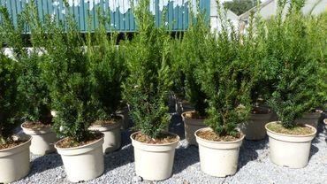 Piante & sementi: Taxus baccata Eibe 80 -100cm Höch – Usato da Sursee venduto da pflugshaupt01