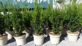 Taxus baccata Eibe 80 -100cm Höch
