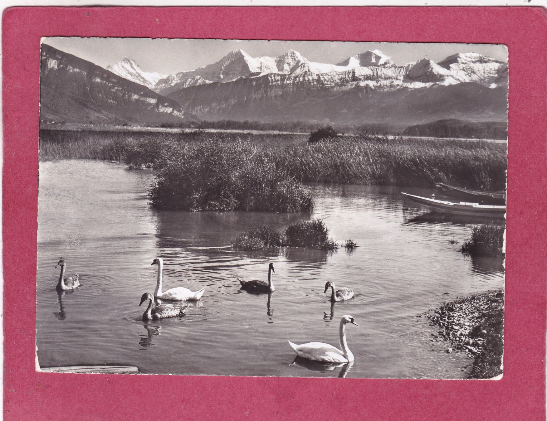 Ansichtskarten: Am Thunersee Schwäne 1957 – Gebraucht aus Herisau von Lisegrat2008
