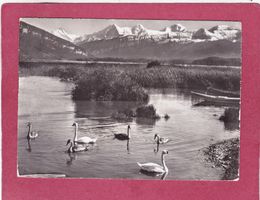 Am Thunersee Schwäne 1957