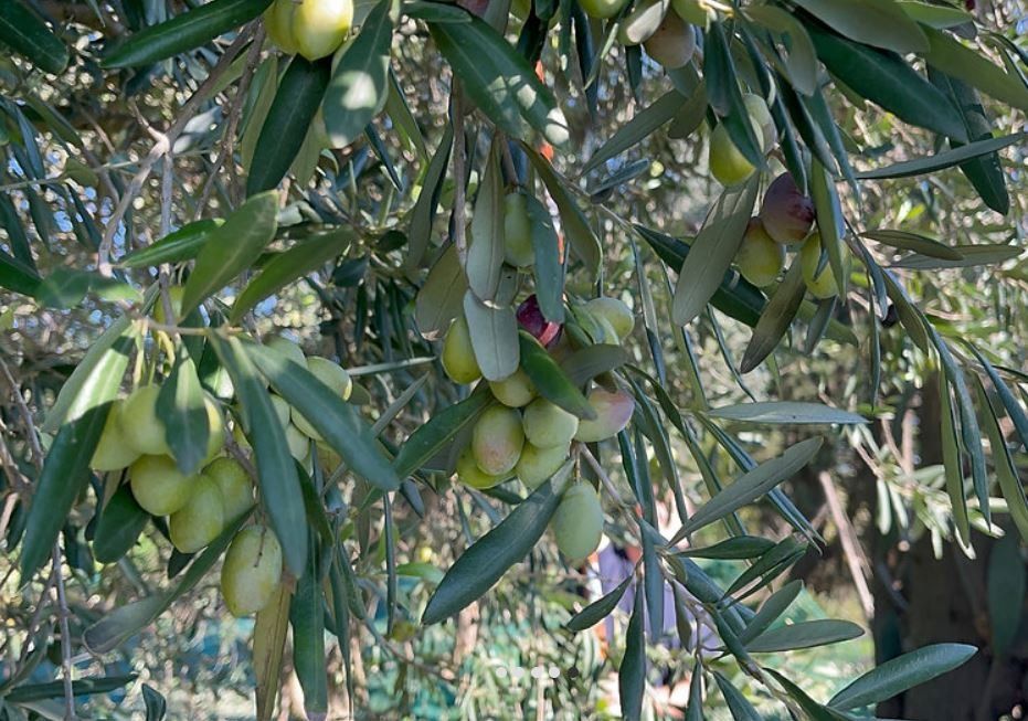 Cibi & Specialità: 2025 Extra Virgin Olive Oil - 6 x 250ml – Nuovo e nell'imballaggio originale da Plaffeien venduto da Rena88 3