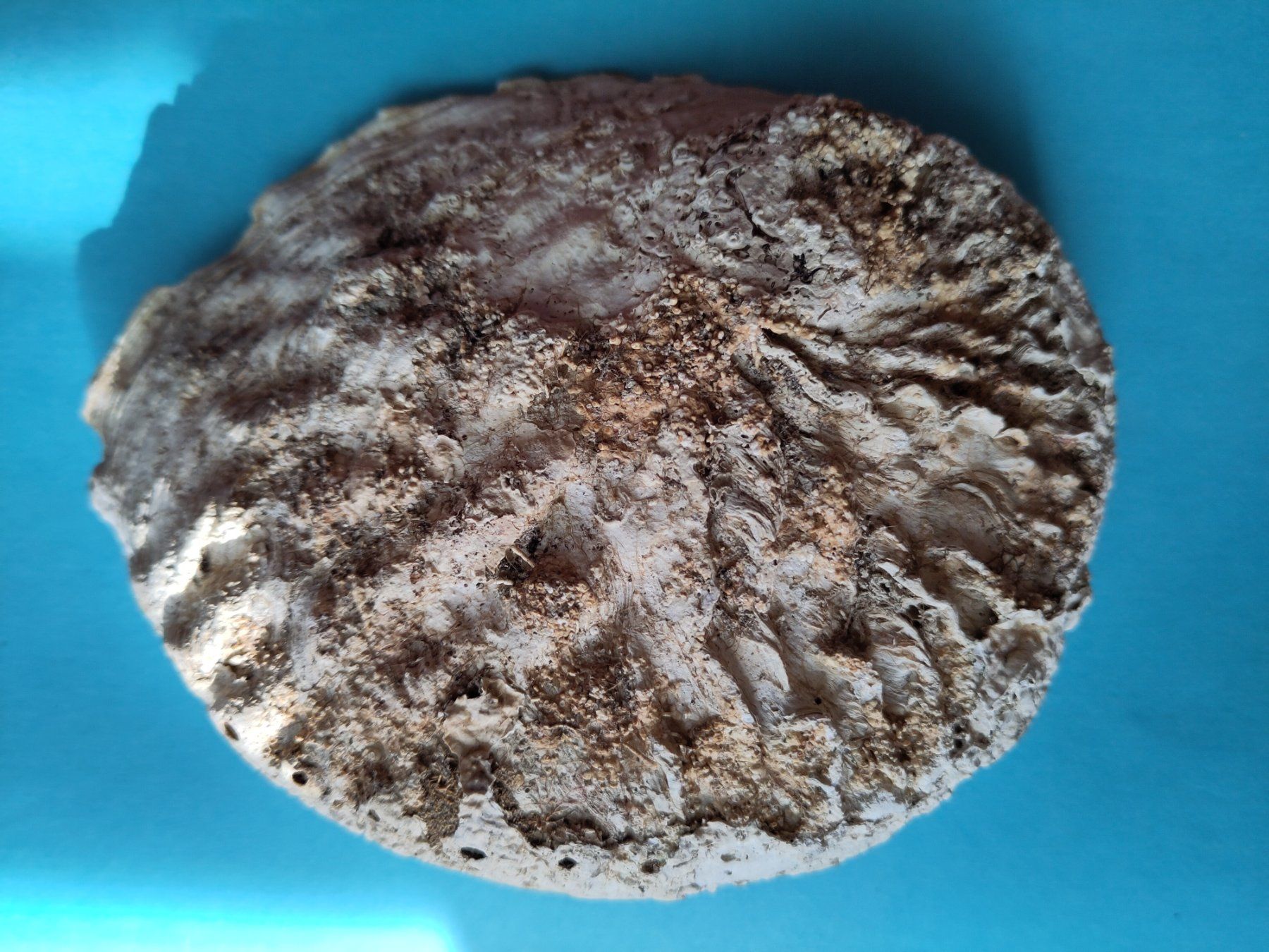Tutte le decorazioni: 1 schöne  Paua / Abalone  Muschel  ca. 13 cm – Usato da Veltheim AG venduto da Knopftruckli 1