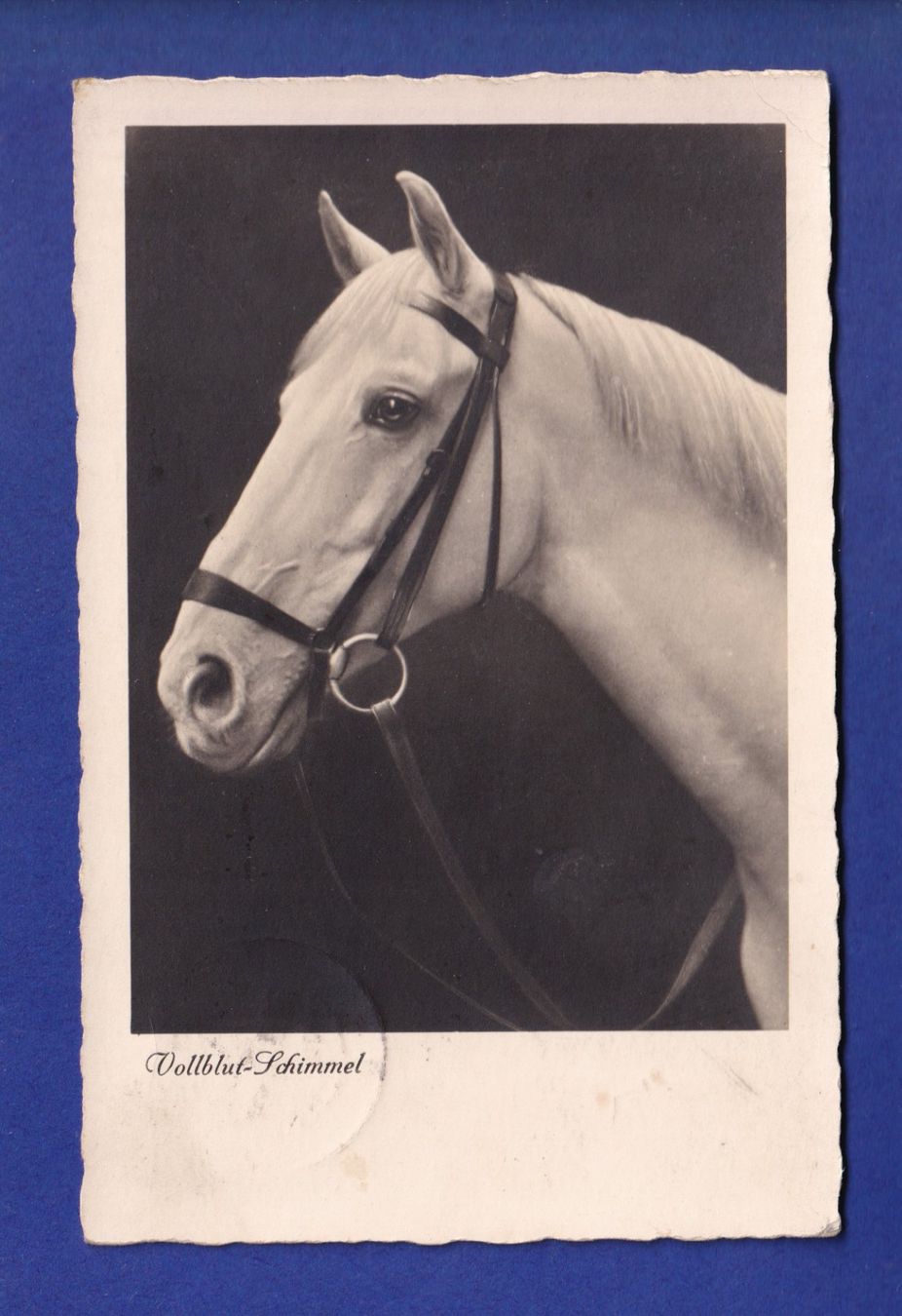 Ansichtskarten: CHEVAL / PFERD – Gebraucht aus Pully von nicecards-shop