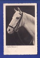 CHEVAL / PFERD