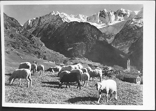 Ansichtskarten: SOGLIO mit Herde Schafe – Gebraucht aus Jona von philajona