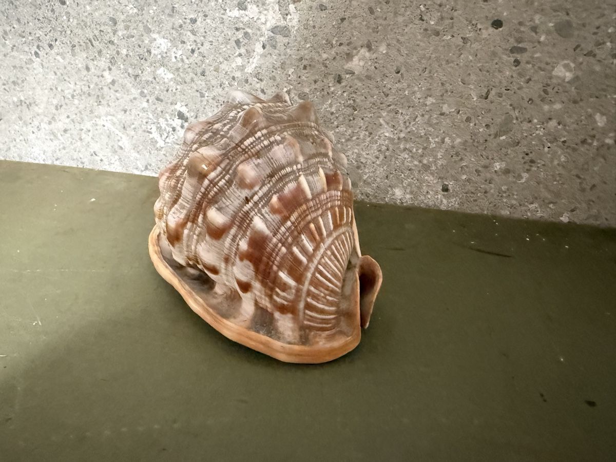 Fossili: Gehäuse einer roten Helmschnecke – Usato da Birmenstorf AG venduto da Pat_roll. 1