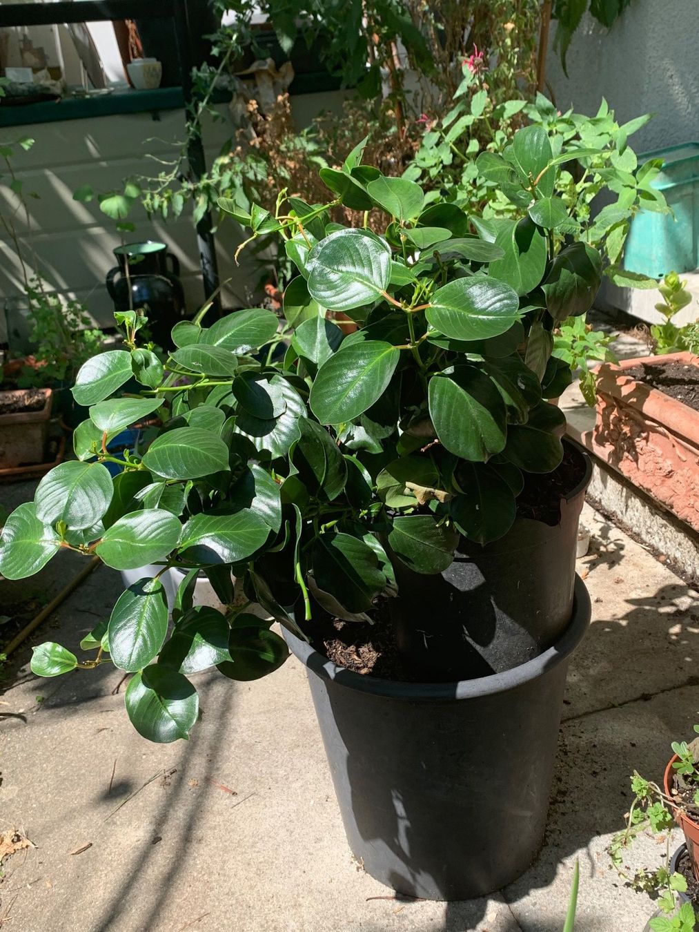 Plantes & graines: Mandevilla - Dipladenia / grosse Pflanze – Neuf (Voir description) à Hinteregg par ERFOLG78 3