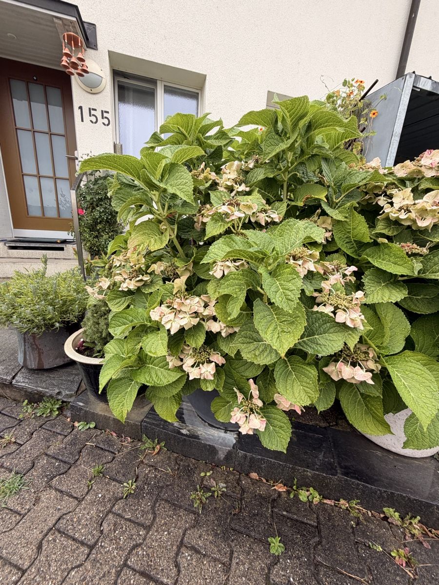 Piante & sementi: Grosse Hortensie im Topf  – Usato da Zürich venduto da Camerountiger 3