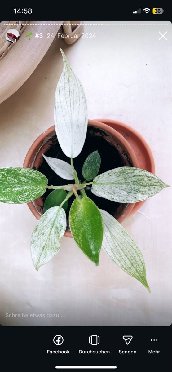 Piante & sementi: Philodendron Florida Ghost – Usato da Reinach BL venduto da isa_cgz8 6