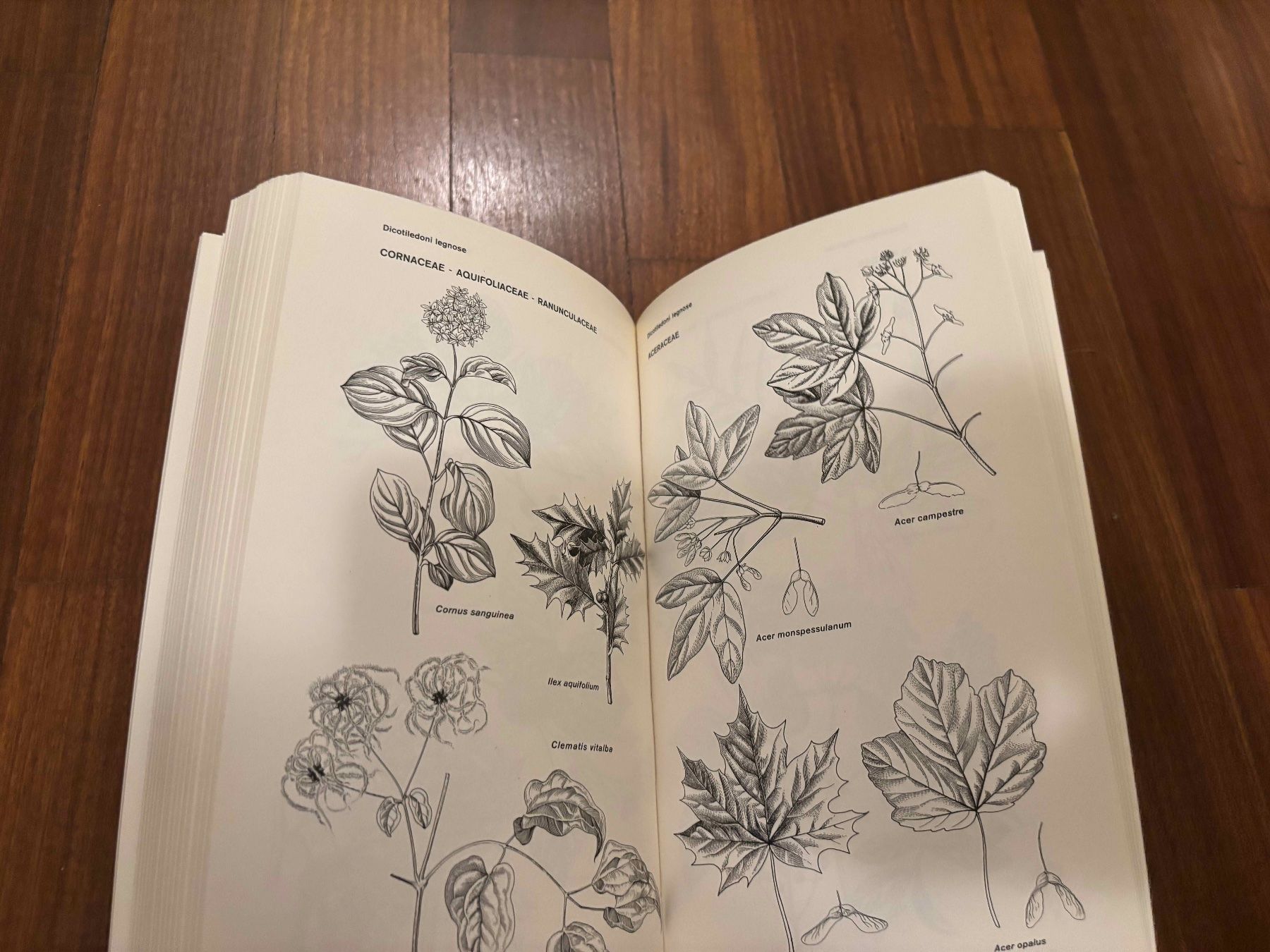 Libri: Flora e Vegetazione dell'Emilia-Romagna – Usato da Lugano venduto da Mark_Young 2
