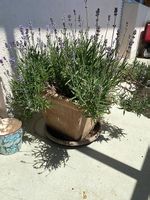 Pots de fleurs dont un avec lavande, différentes tailles