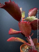 Kalanchoe Sexangularis - seltene rotblätterige Sukkulente