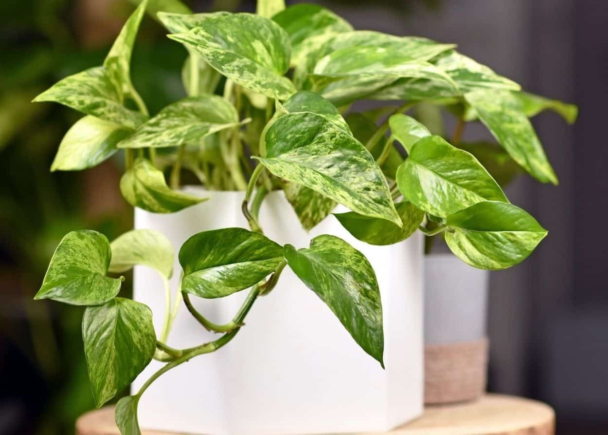 Piante & sementi: Efeutute - Epipremnum aureum - 11cm – Nuovo (secondo la descrizione) da Affoltern am Albis venduto da Michi_1414 1