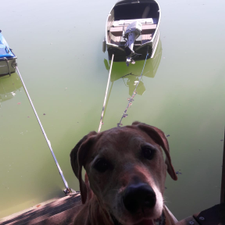 Profile image of Boongo