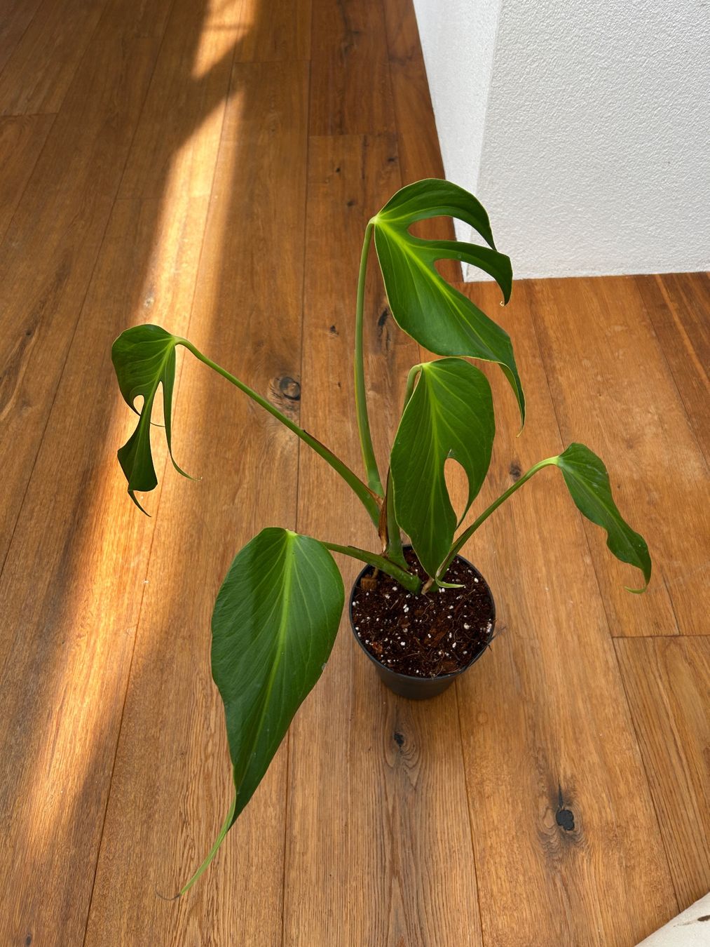 Piante & sementi: Monstera Burle Marx Flame – Nuovo e nell'imballaggio originale da Wattwil venduto da Mikesplantshop