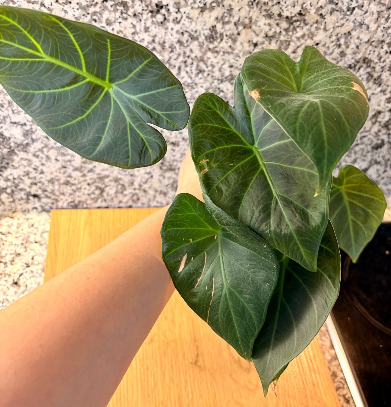 Piante & sementi: Alocasia Regal Shield – Usato da Kaiseraugst venduto da dka_b97z