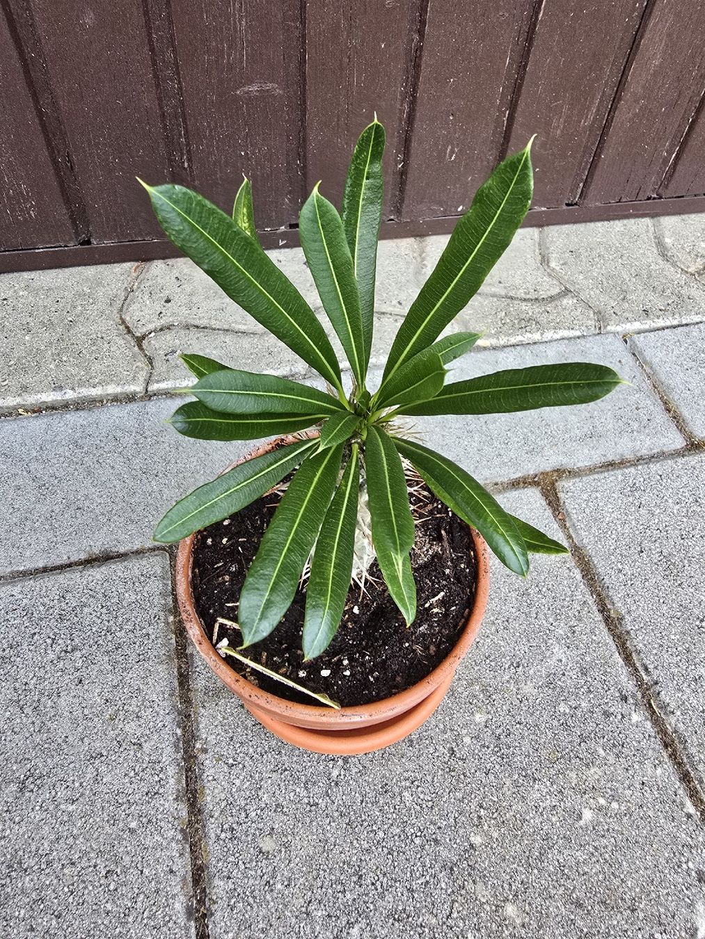 Piante & sementi:  Madagaskar Palme  – Usato da Aarburg venduto da Glitzerschein 4