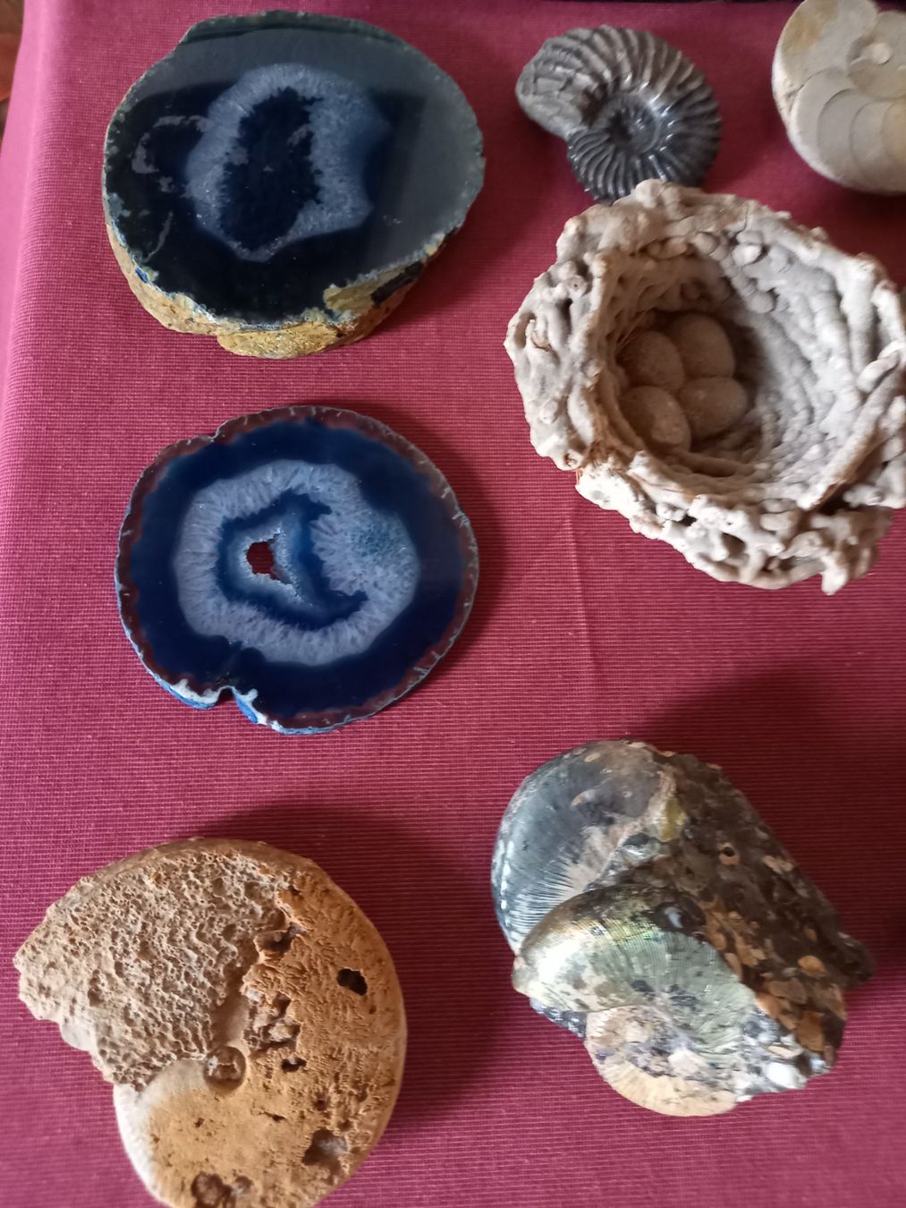 Fossili: Fossiles et minéraux – Usato da Epagny venduto da sig_fj9g 8