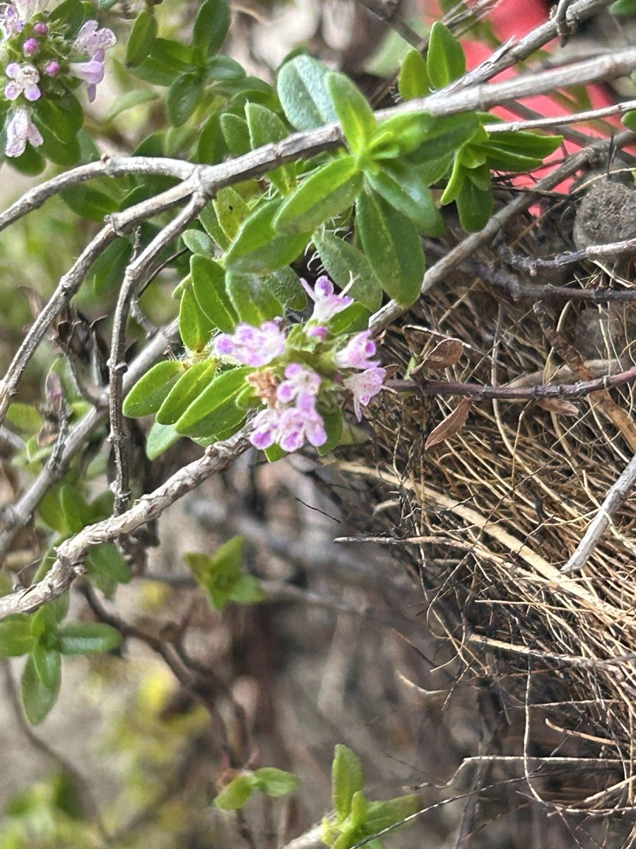 Piante & sementi: Blumenschale  – Nuovo (secondo la descrizione) da Frauenfeld venduto da Irene.Schuppli 1